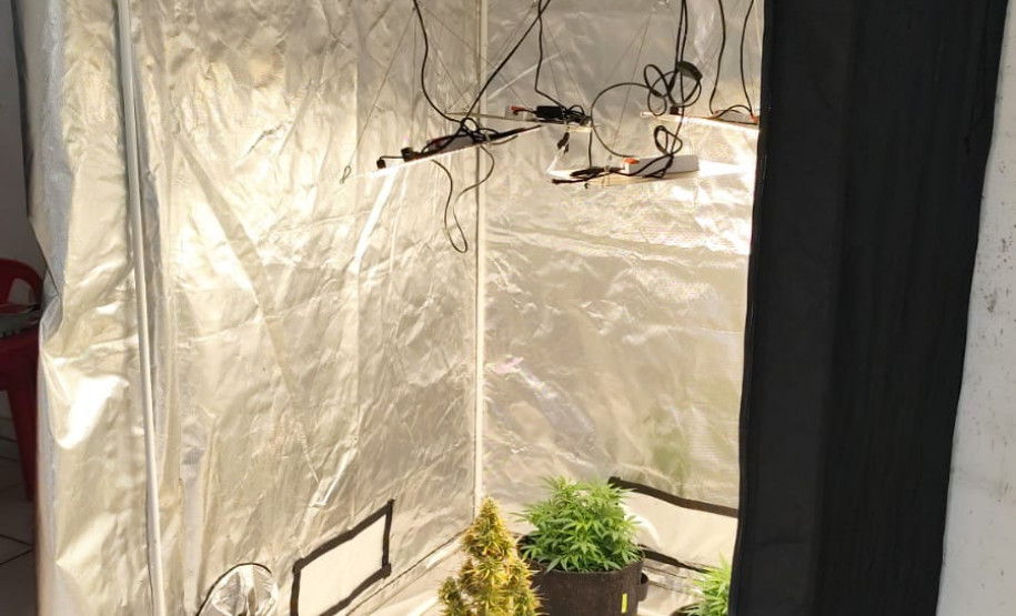 PCPR apreende três pés de maconha em residência de Rolândia