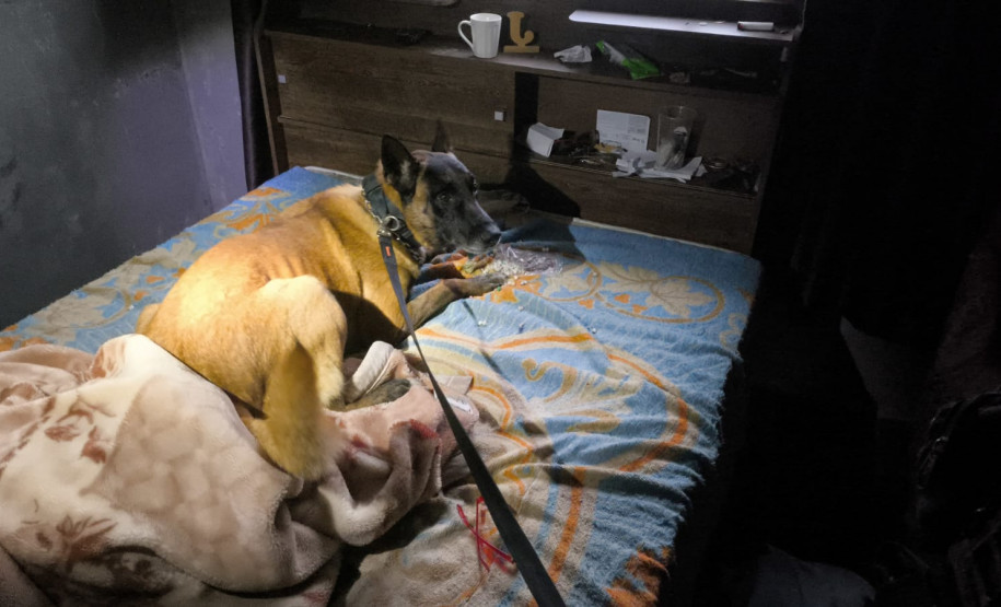 PCPR, PMPR e GCM prende homem em flagrante condenado por tráfico de drogas em Ponta Grossa