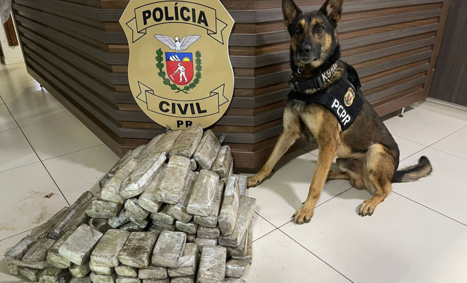 Celebrando 14 anos de atuação, Núcleo de Operações com Cães gerou prejuízo de R$ 61,3 milhões ao crime em 2025
