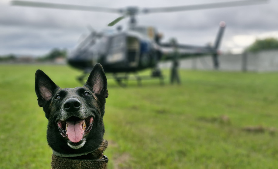 Celebrando 14 anos de atuação, Núcleo de Operações com Cães gerou prejuízo de R$ 61,3 milhões ao crime em 2025