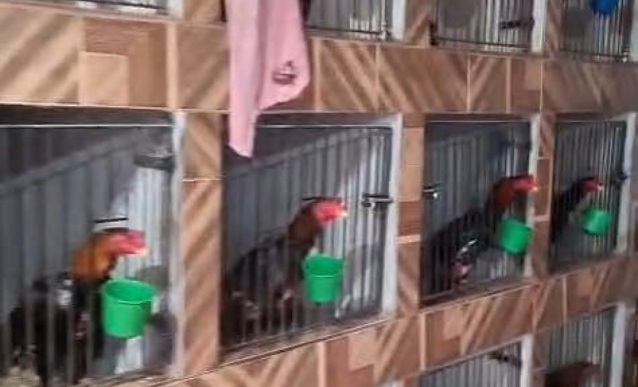 PCPR realiza operação contra organização criminosa que comercializa toxina botulínica falsa em Lapa