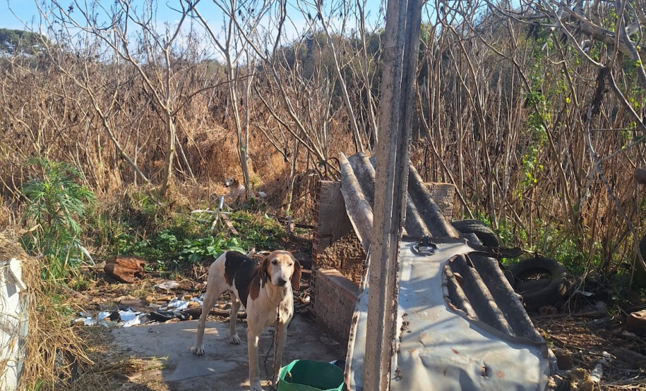PCPR resgata onze cachorro em situação de maus tratos em Piraí do Sul