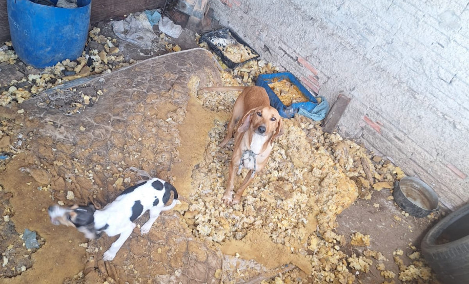 PCPR resgata onze cachorro em situação de maus tratos em Piraí do Sul