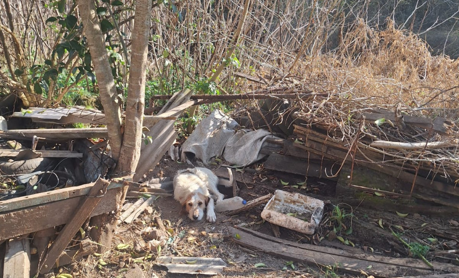PCPR resgata onze cachorro em situação de maus tratos em Piraí do Sul