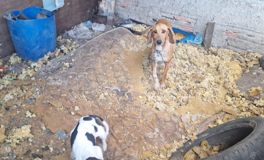 PCPR resgata onze cachorro em situação de maus tratos em Piraí do Sul