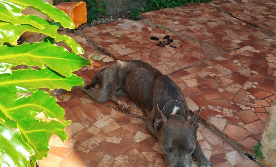 PCPR resgata quatro cães vítimas de maus-tratos em Francisco Beltrão