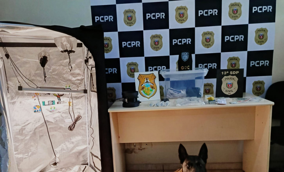 PCPR e GCM prendem homem que produzia maconha gourmet em Ponta Grossa