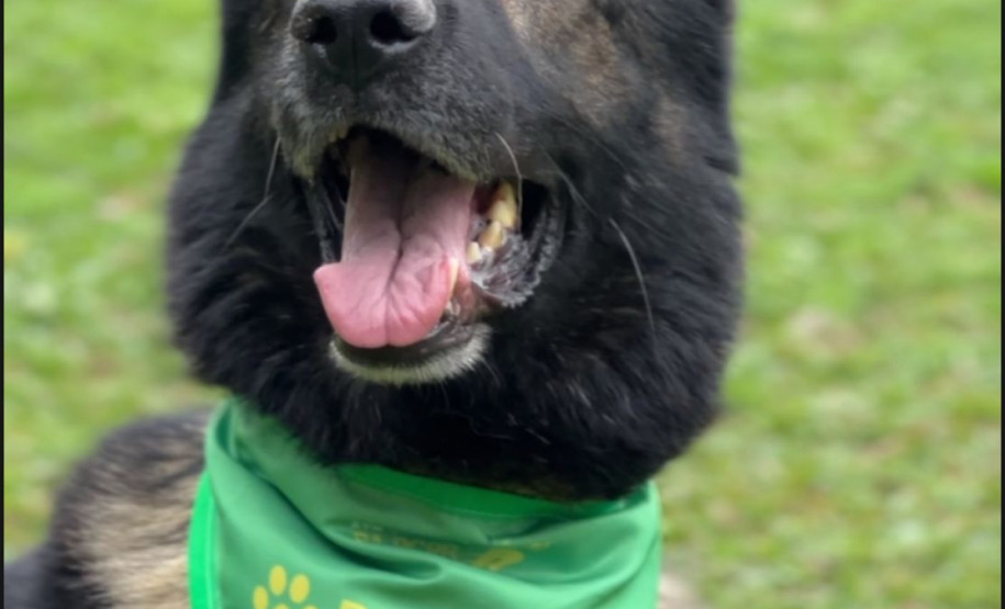 Cães policiais e resgates de animais: duas frentes de proteção da PCPR