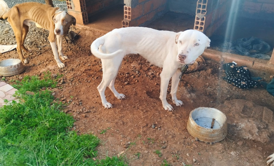 PCPR resgata quatro cães vítimas de maus-tratos em Francisco Beltrão
