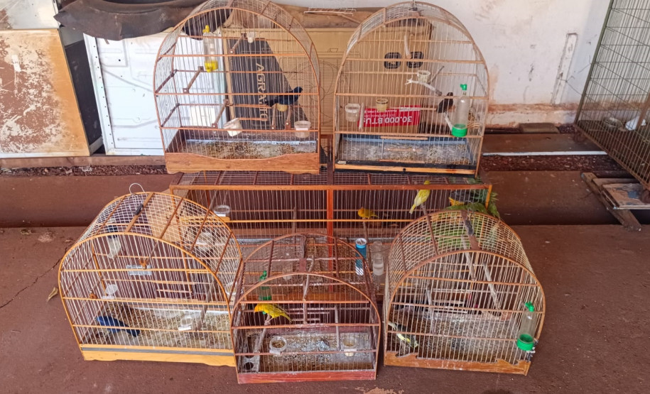 PCPR resgata diversos animais em situação de maus-tratos em Toledo