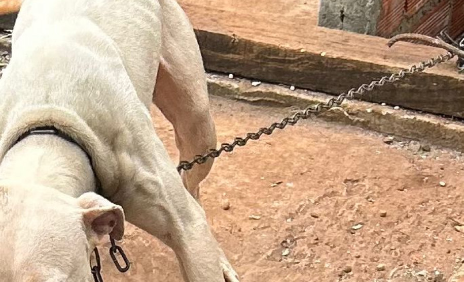 PCPR Prende homem em flagrante por maus-tratos contra um cão em Santo Antônio do Sudoeste