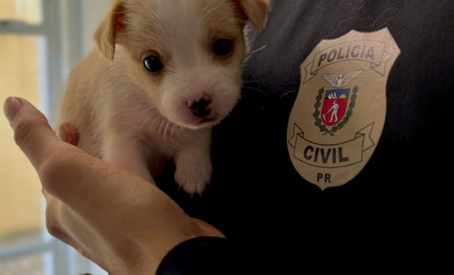 PCPR prende homem em flagrante por perseguição e maus-tratos a animais em Araucária