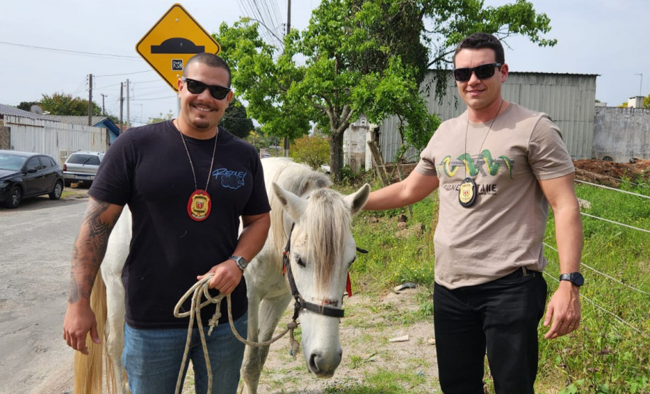 PCPR resgata cavalo vítima de maus-tratos em Pinhais