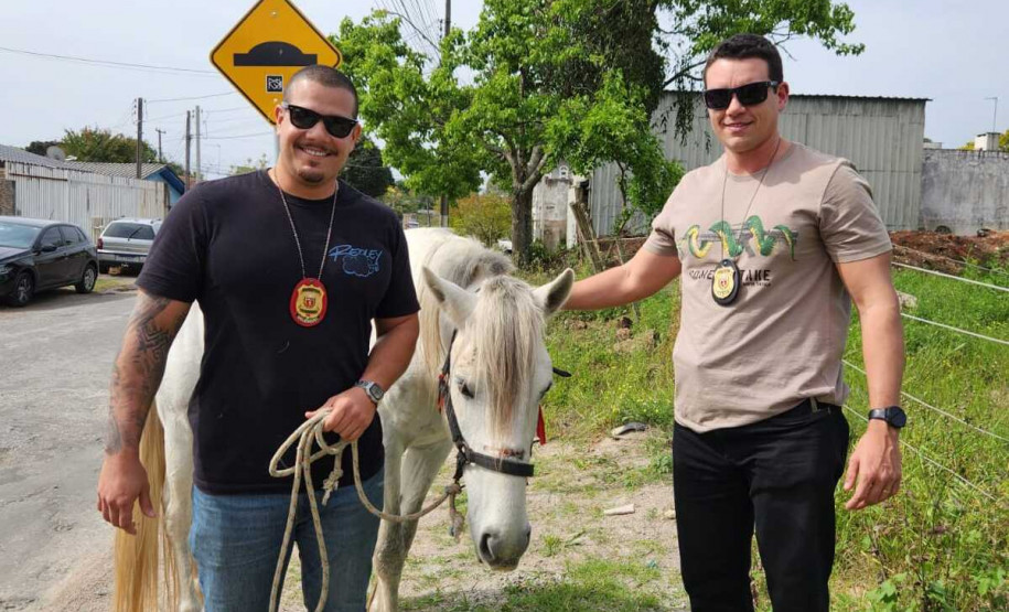 PCPR resgata cavalo vítima de maus-tratos em Pinhais