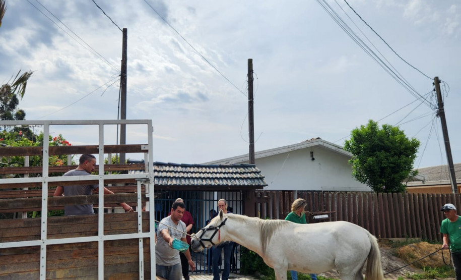 PCPR resgata cavalo vítima de maus-tratos em Pinhais