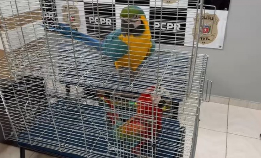 PCPR, PMPR e IAT prendem mulher por tráfico de animais e uso de documentos falsos em Guarapuava