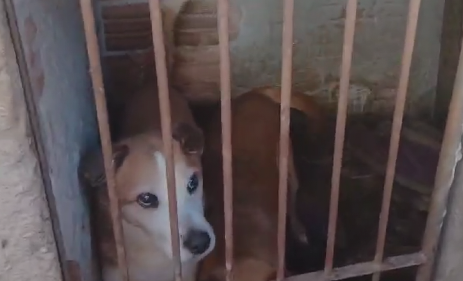 PCPR regata 7 cachorros em situação de maus-tratos e indicia tutora em Ponta Grossa