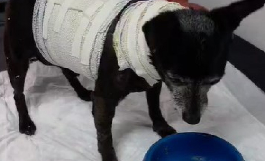 PCPR resgata cachorro idoso que ferido e entrega para tutora em Curitiba