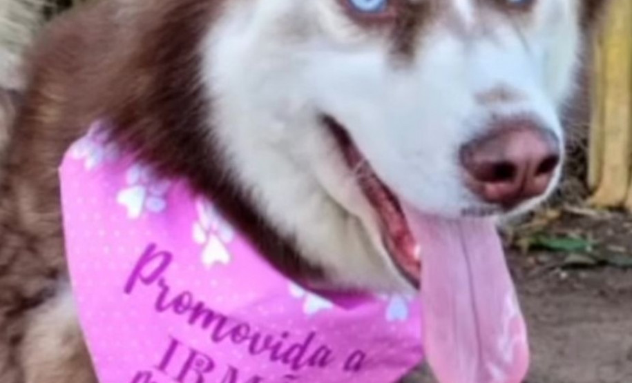PCPR realizou operação a fim de encontrar Maya uma husky desaparecida em Araucária
