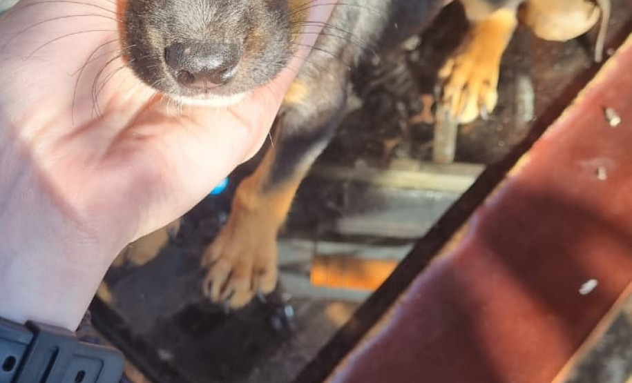 PCPR prende mulher em flagrante por maus tratos aos animais em Campina da Lagoa