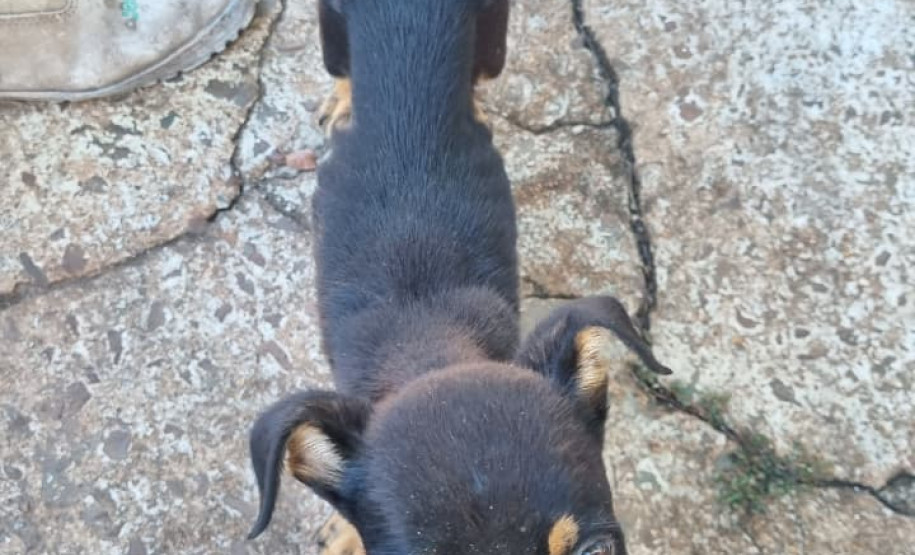 PCPR prende mulher em flagrante por maus tratos aos animais em Campina da Lagoa