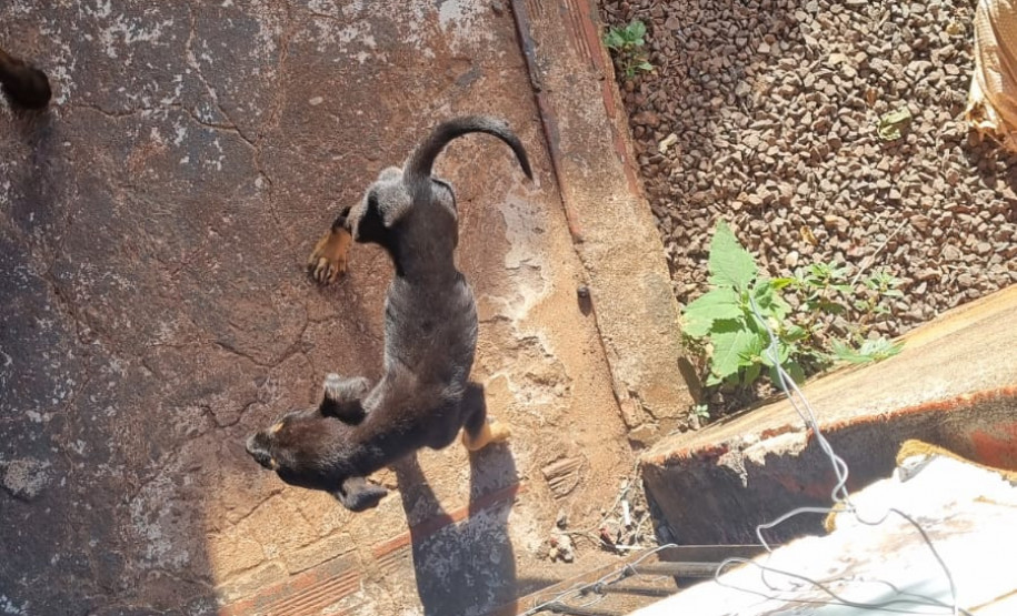 PCPR prende mulher em flagrante por maus tratos aos animais em Campina da Lagoa