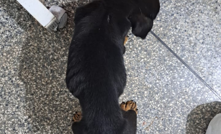 PCPR prende mulher em flagrante por maus tratos aos animais em Campina da Lagoa