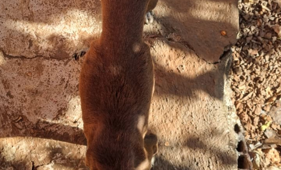 PCPR prende mulher em flagrante por maus tratos aos animais em Campina da Lagoa