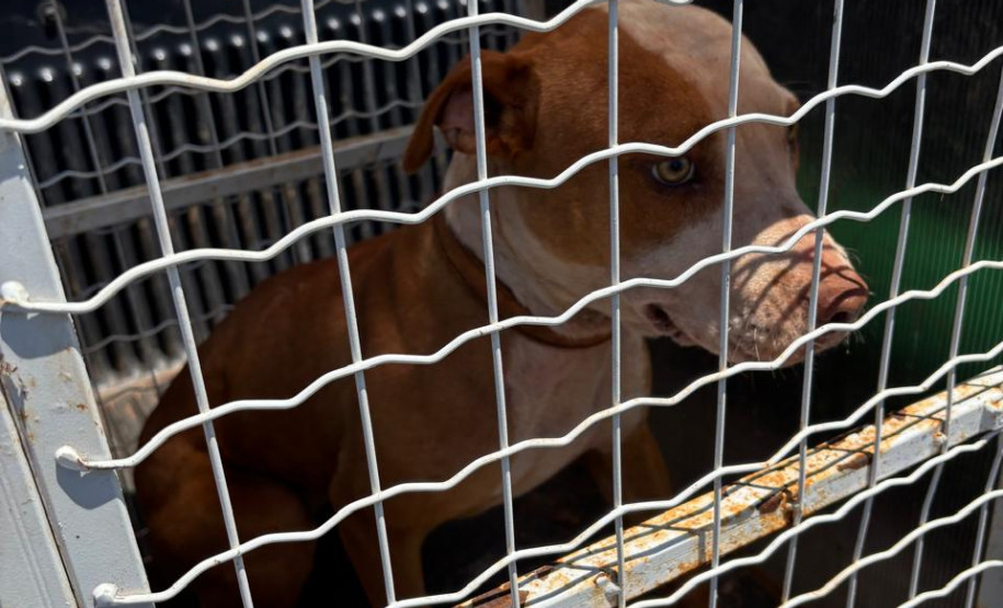 PCPR resgata dois cães que estavam em situação de maus tratos em Pitanga