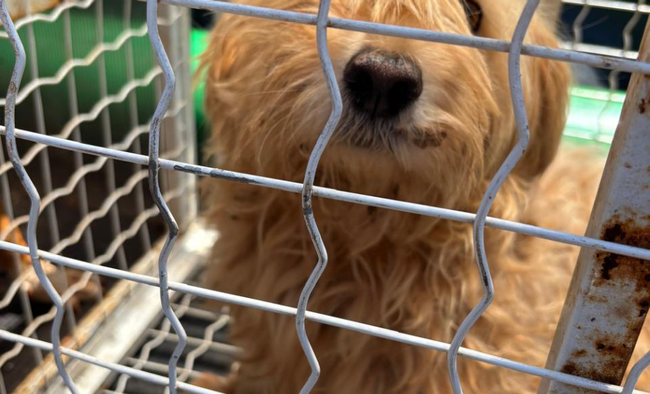 PCPR resgata dois cães que estavam em situação de maus tratos em Pitanga