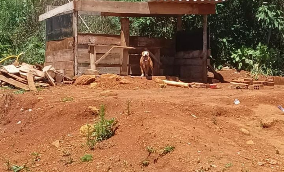 PCPR resgata dois cães que estavam em situação de maus tratos em Pitanga