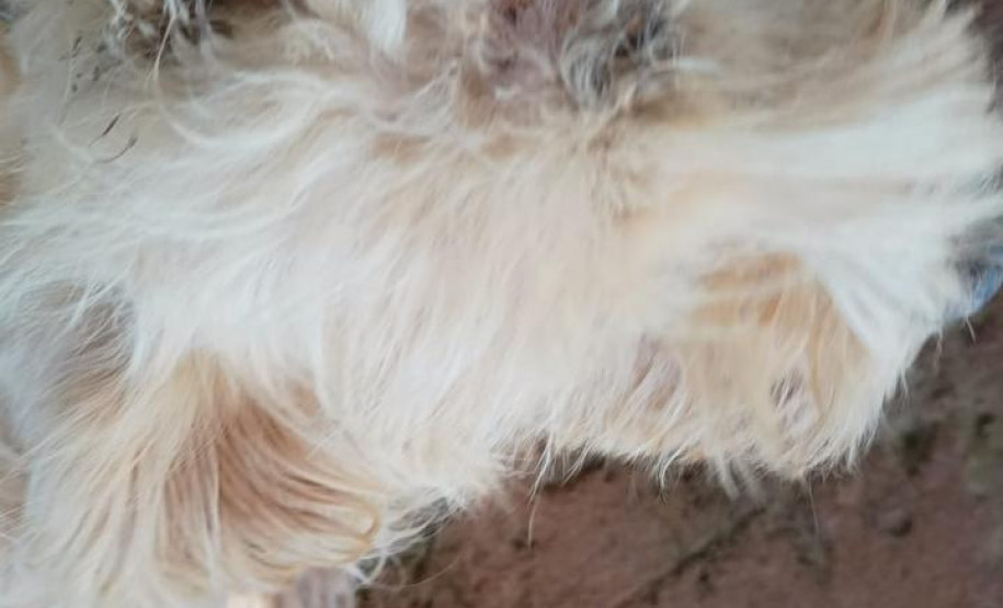 PCPR resgata dois cães que estavam em situação de maus tratos em Pitanga