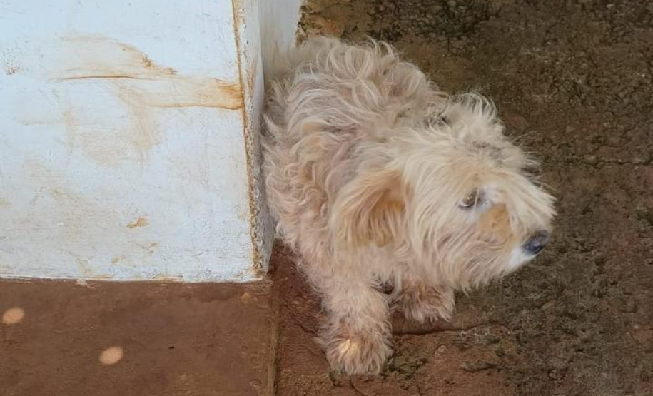 PCPR resgata dois cães que estavam em situação de maus tratos em Pitanga