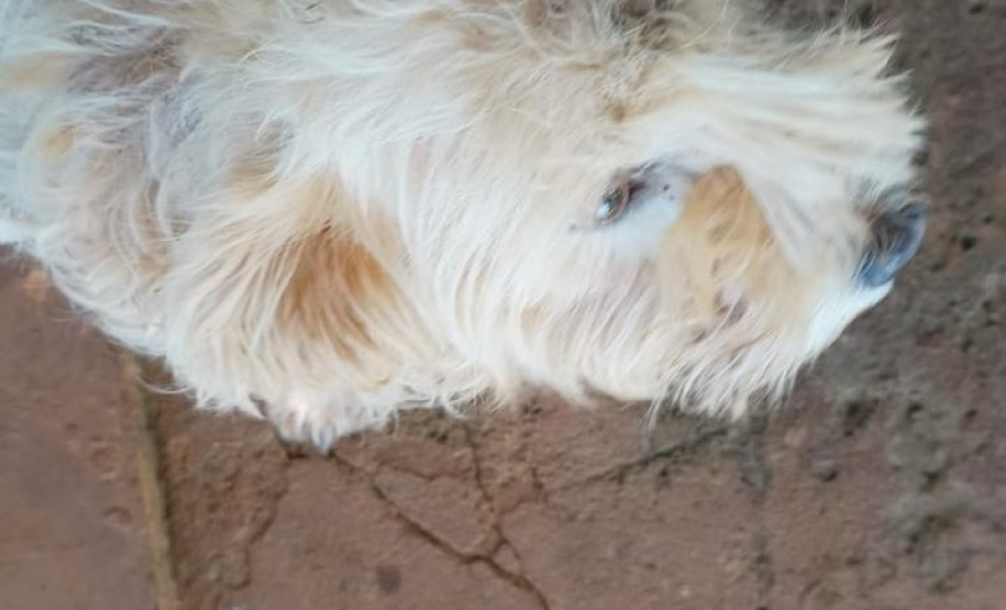 PCPR resgata dois cães que estavam em situação de maus tratos em Pitanga