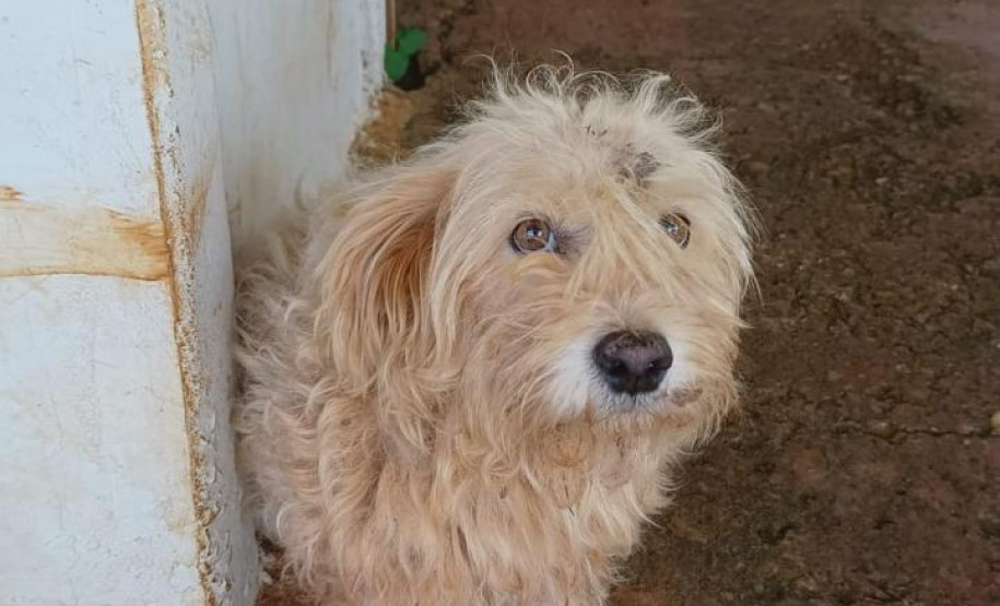 PCPR resgata dois cães que estavam em situação de maus tratos em Pitanga