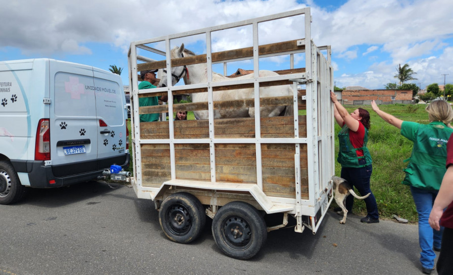 PCPR prende homem e resgata cavalo vítima de maus-tratos em Pinhais