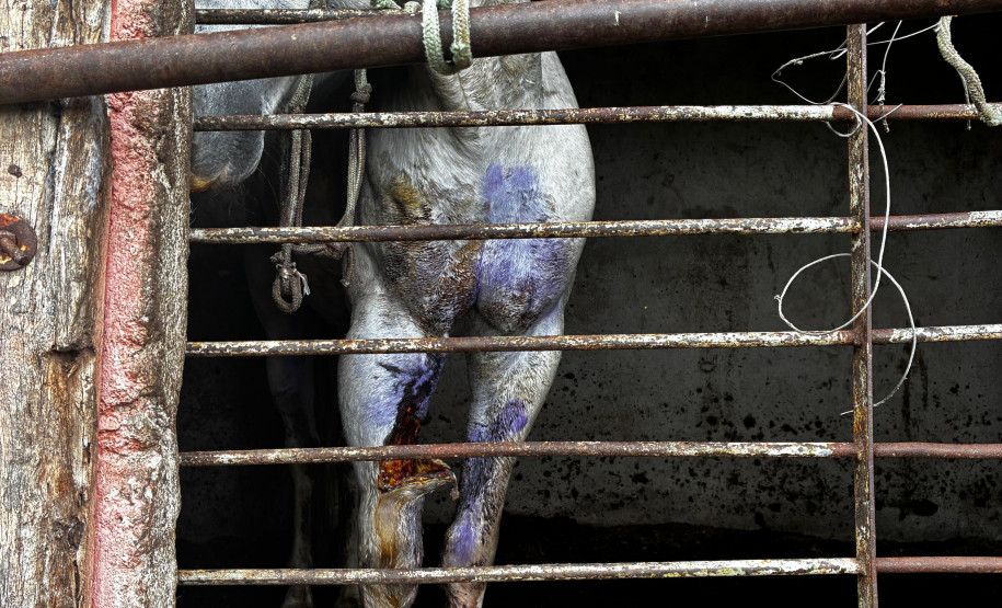 PCPR prende homem e resgata cavalo vítima de maus-tratos em Pinhais