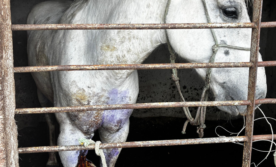 PCPR prende homem e resgata cavalo vítima de maus-tratos em Pinhais