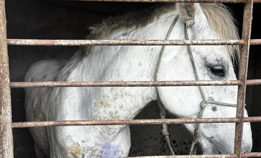 PCPR prende homem e resgata cavalo vítima de maus-tratos em Pinhais
