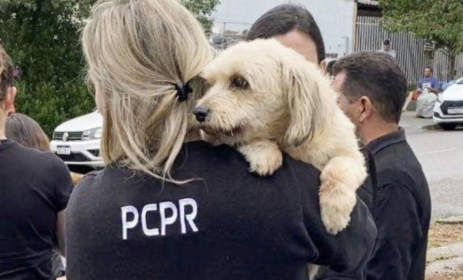 PCPR alerta população sobre abandono de animais durante a temporada de verão