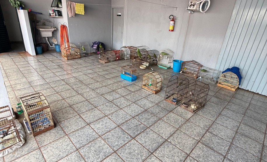 PCPR, PMPR e IAT resgatam 36 aves silvestres durante operação em Paraíso do Norte