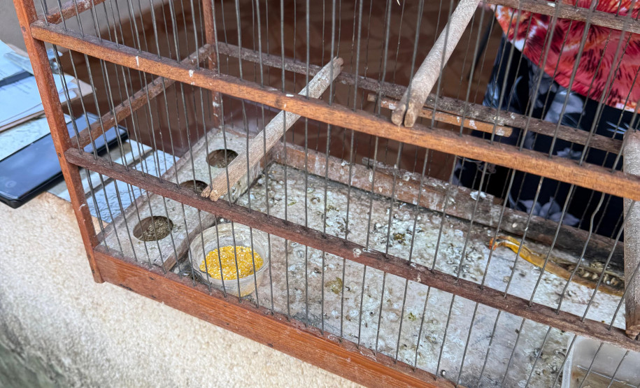 PCPR, PMPR e IAT resgatam 36 aves silvestres durante operação em Paraíso do Norte