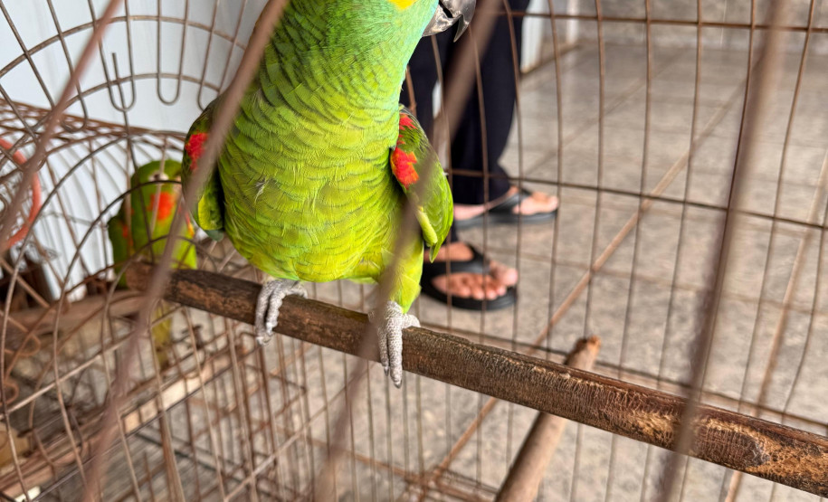PCPR, PMPR e IAT resgatam 36 aves silvestres durante operação em Paraíso do Norte