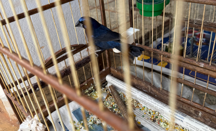 PCPR, PMPR e IAT resgatam 36 aves silvestres durante operação em Paraíso do Norte