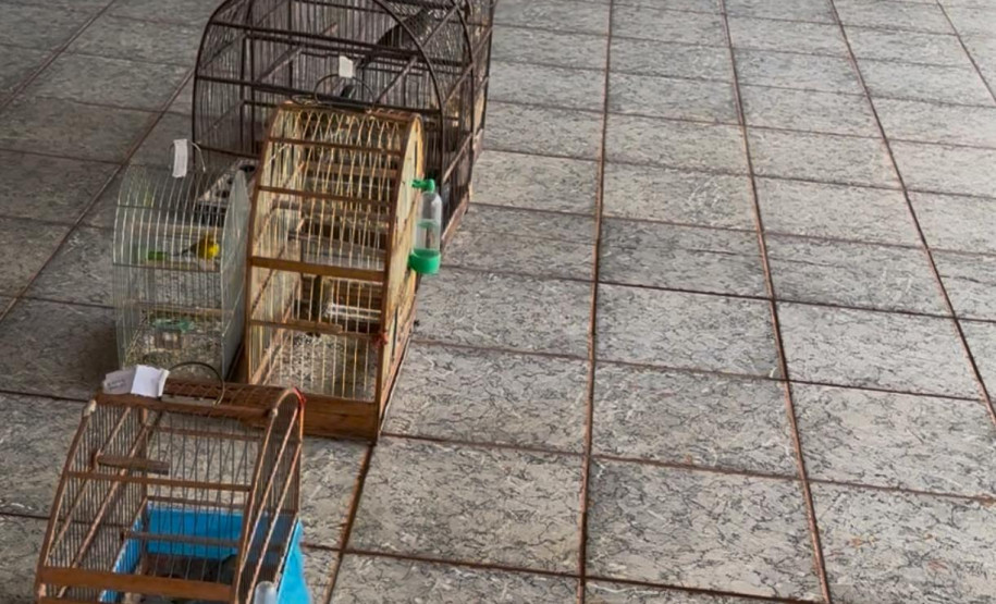 PCPR, PMPR e IAT resgatam 36 aves silvestres durante operação em Paraíso do Norte