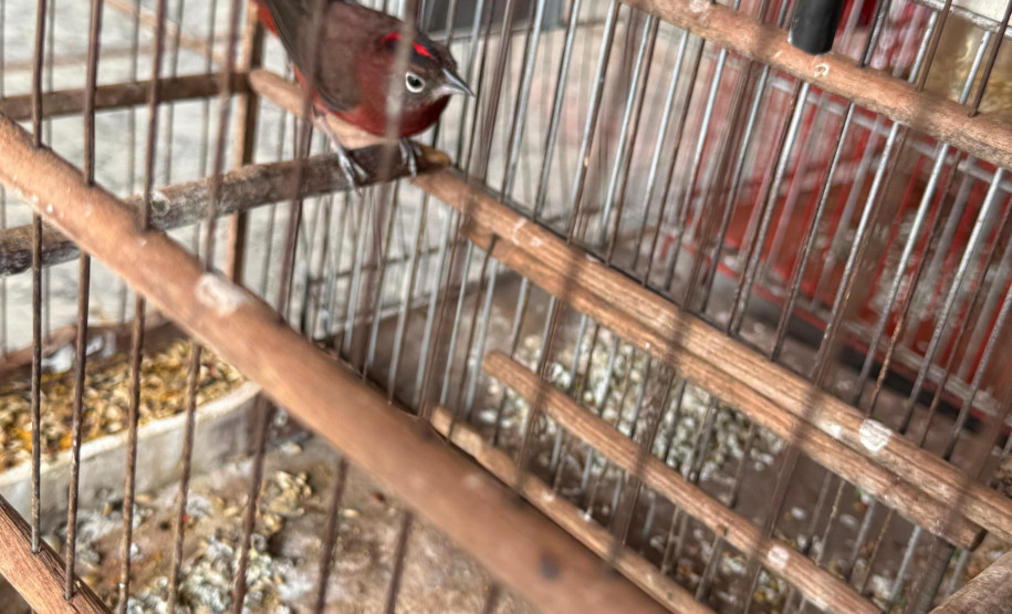 PCPR, PMPR e IAT resgatam 36 aves silvestres durante operação em Paraíso do Norte