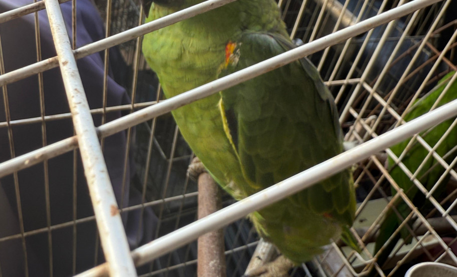 PCPR, PMPR e IAT resgatam 36 aves silvestres durante operação em Paraíso do Norte