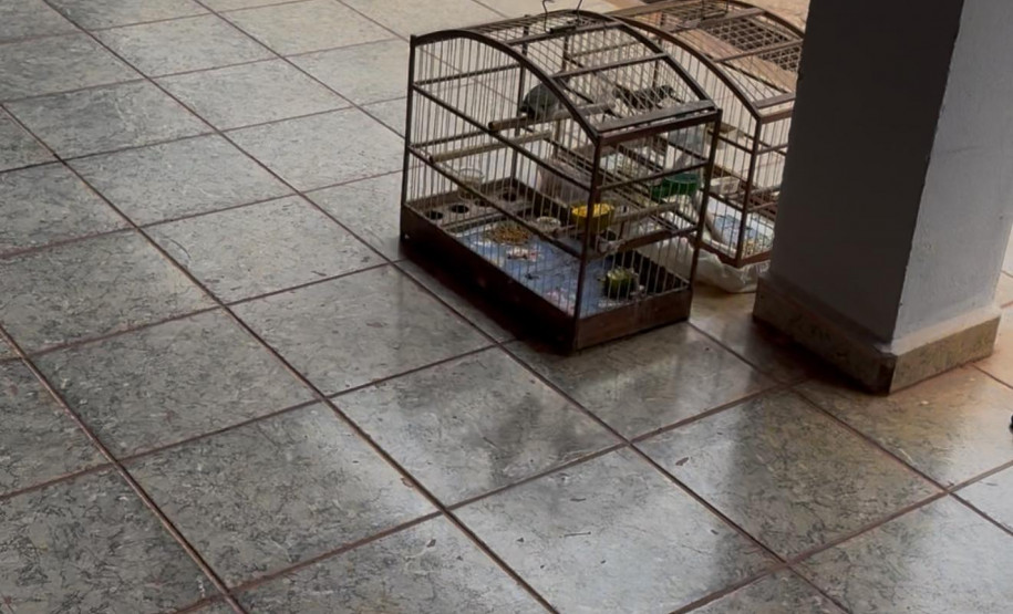 PCPR, PMPR e IAT resgatam 36 aves silvestres durante operação em Paraíso do Norte