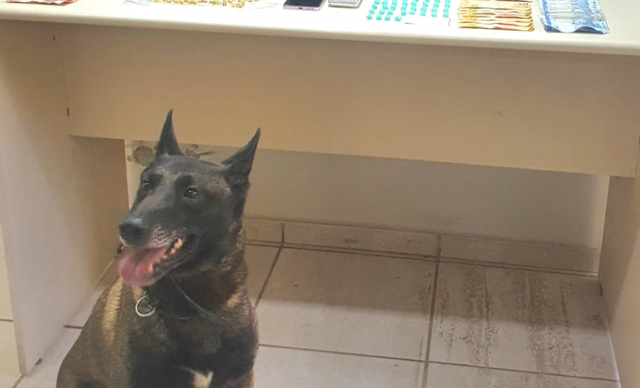 PCPR e GCM prendem em casal em flagrante por tráfico de drogas em Ponta Grossa