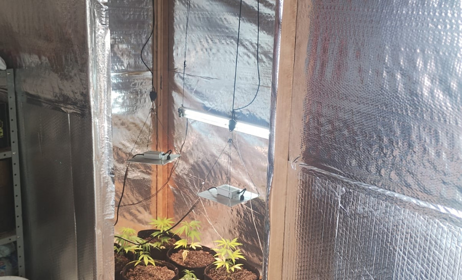 PCPR e GCM apreende cultivo de maconha durante operação com cães em Ponta Grossa